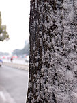 树上的积雪特写