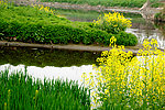 田边一片油菜花
