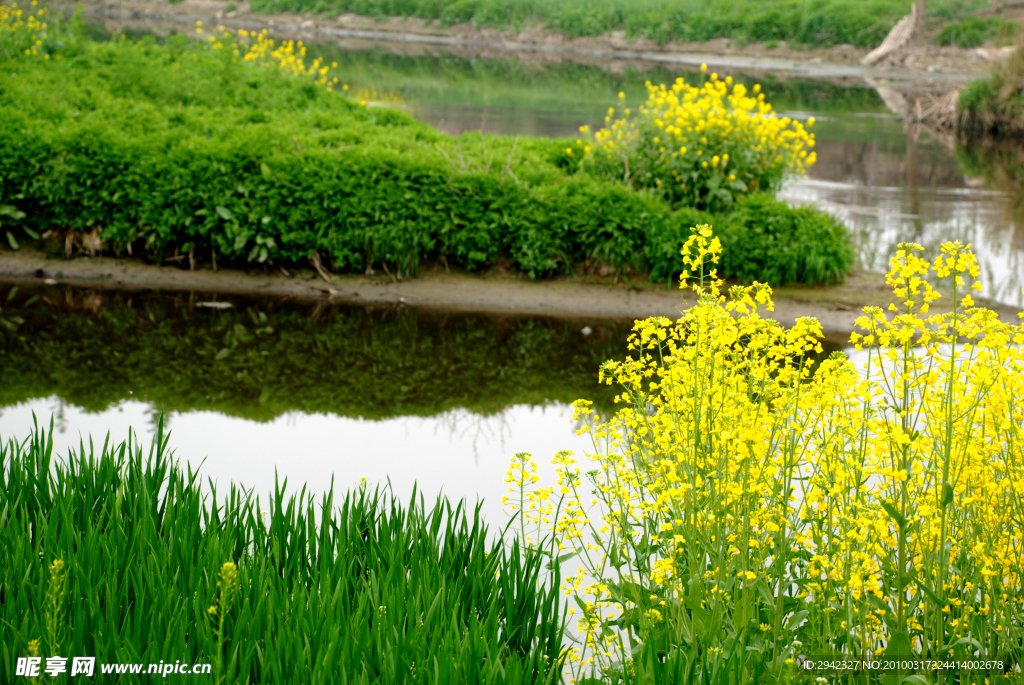 田边一片油菜花