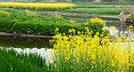油菜花