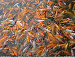 金鲤鱼