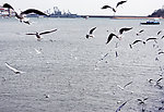 海边的海鸥