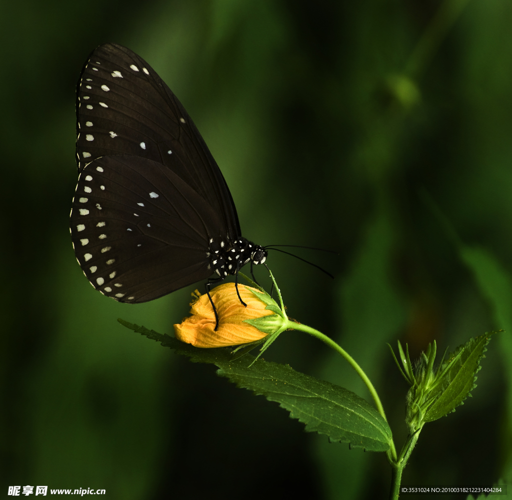 黑翅白斑蝴蝶 黄花 绿叶 特写