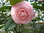 茶花