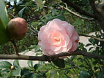 茶花