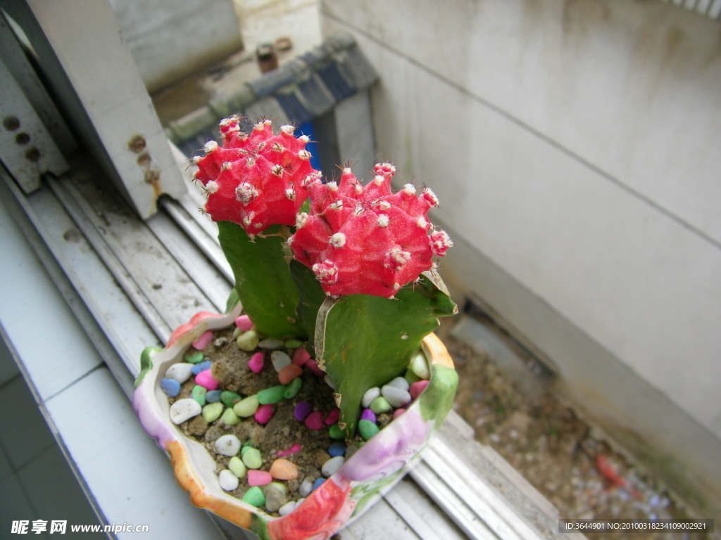 仙人球花