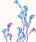 马蹄莲花