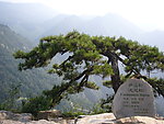 三百年古松