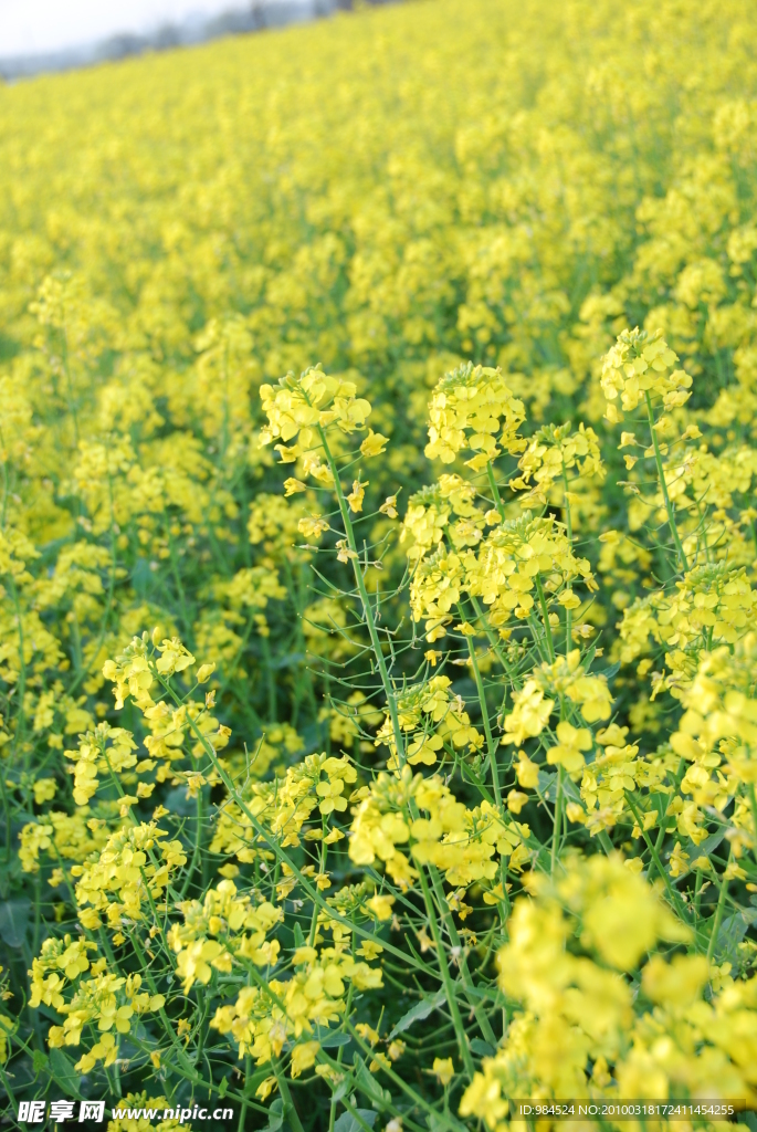 油菜花