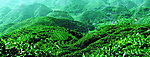 茶园高清风景图片