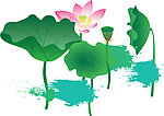 荷花