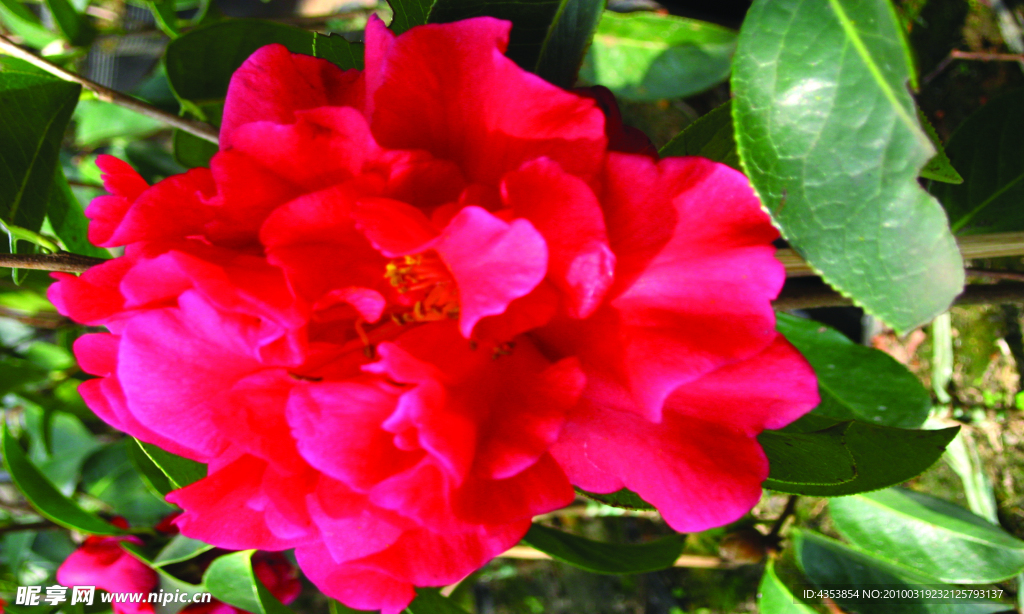 茶花