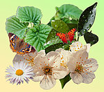 花草分层PSD