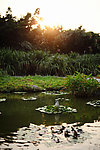 夕阳中的池塘 浮萍上的杜鹃 山水风景 田园风光 风景名胜 建筑景观 自然风景 旅游印记