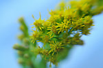 黄色小野菊