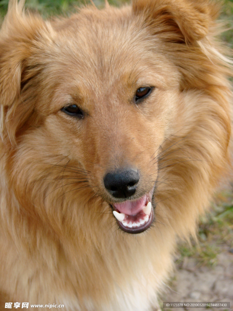 动物世界 世界动物 动物 狗 牧羊犬 猎犬