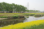 河边油菜花
