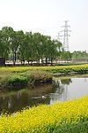 河边油菜花