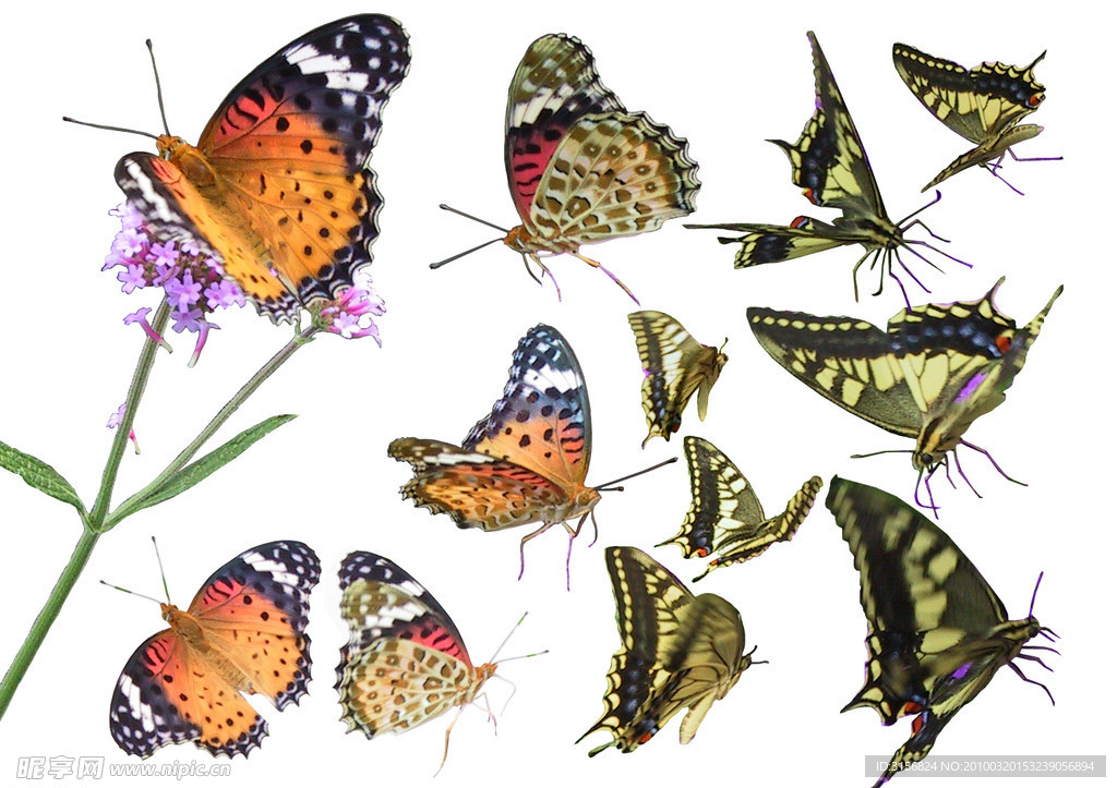 PSD后期设计蝴蝶图片素材
