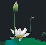 荷花