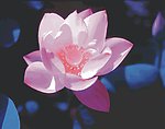 荷花