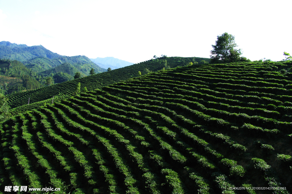 有机绿茶园