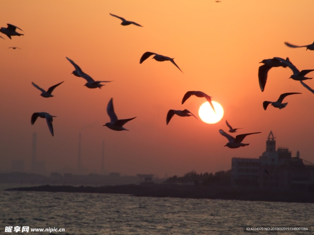 夕阳与海鸥