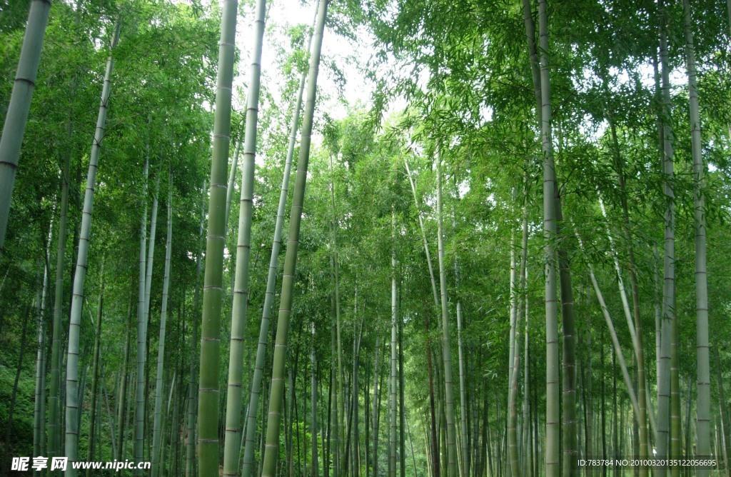 欣欣向荣