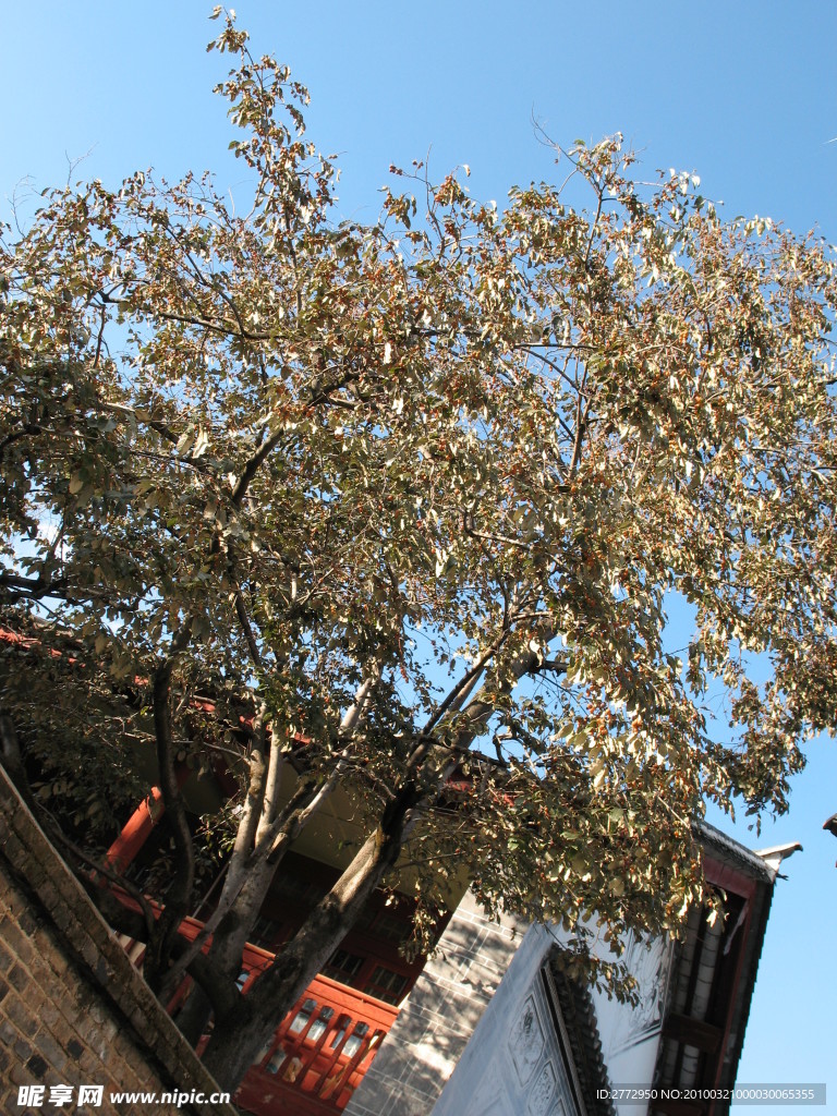 丽江