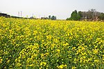 大面积油菜花