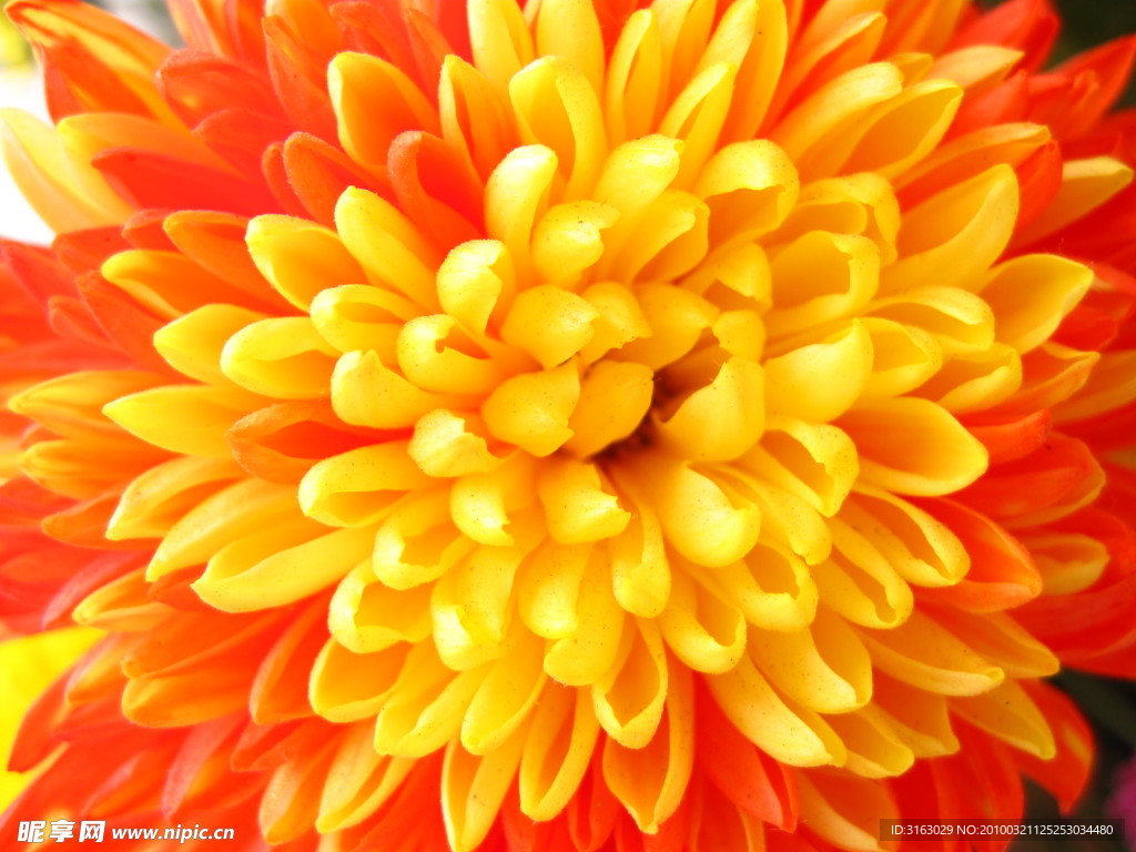 菊花