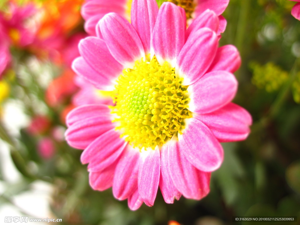 菊花