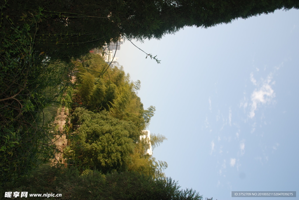 杉树 摄影 风景