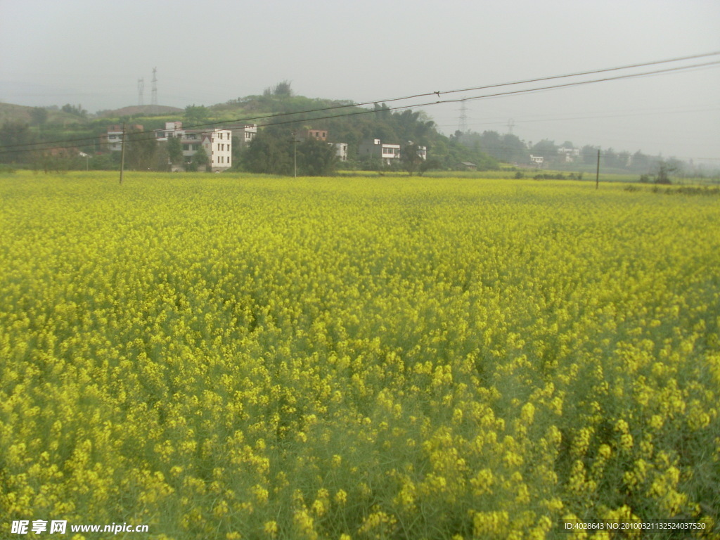 油菜花