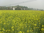 油菜花开
