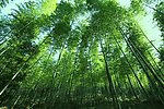 竹林清风