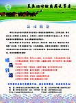 呼伦贝尔山水旅行社宣传画 2
