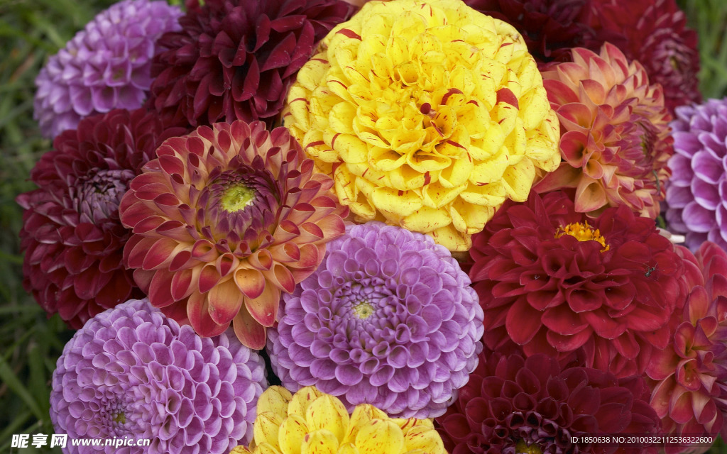 菊花团
