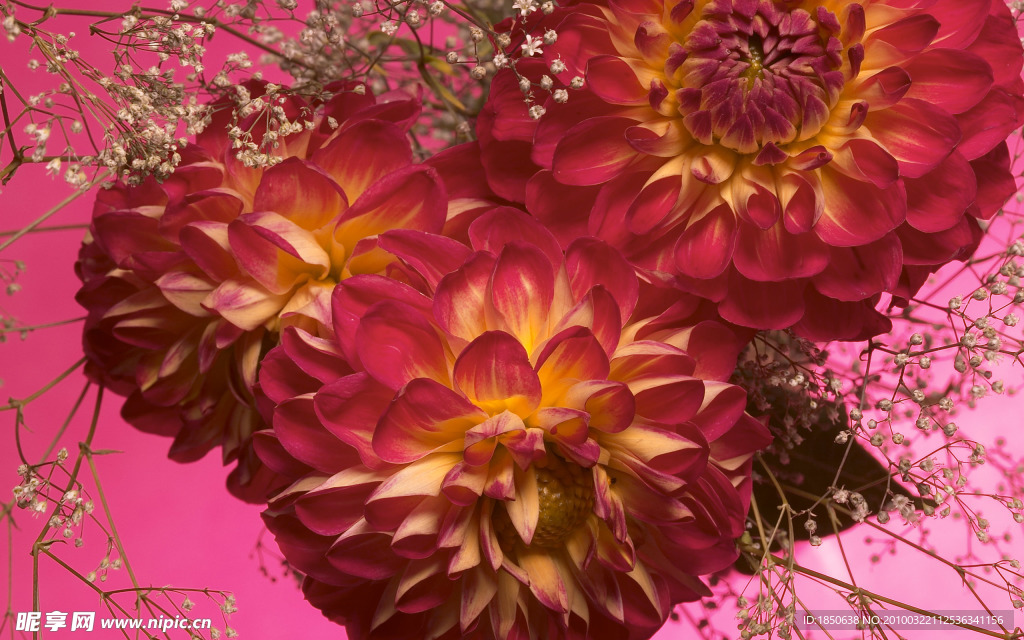 菊花特写