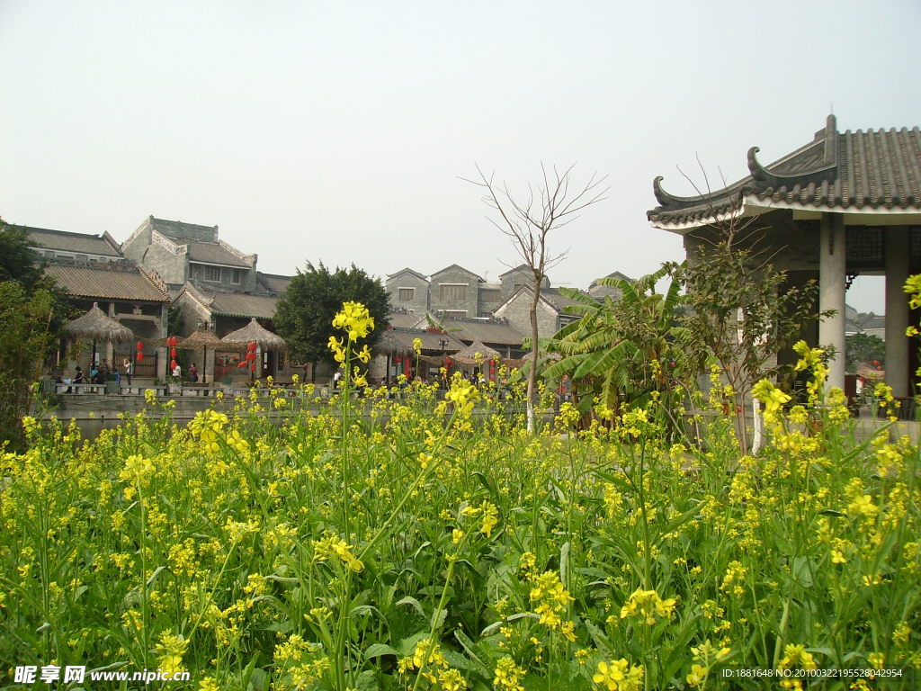 岭南建筑 传统建筑 油菜花