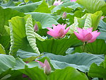 荷花4
