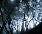 夜色森林