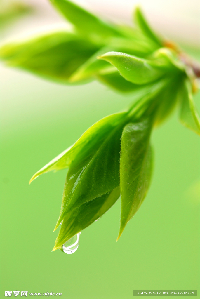 嫩芽绿叶和露珠特写高清图片