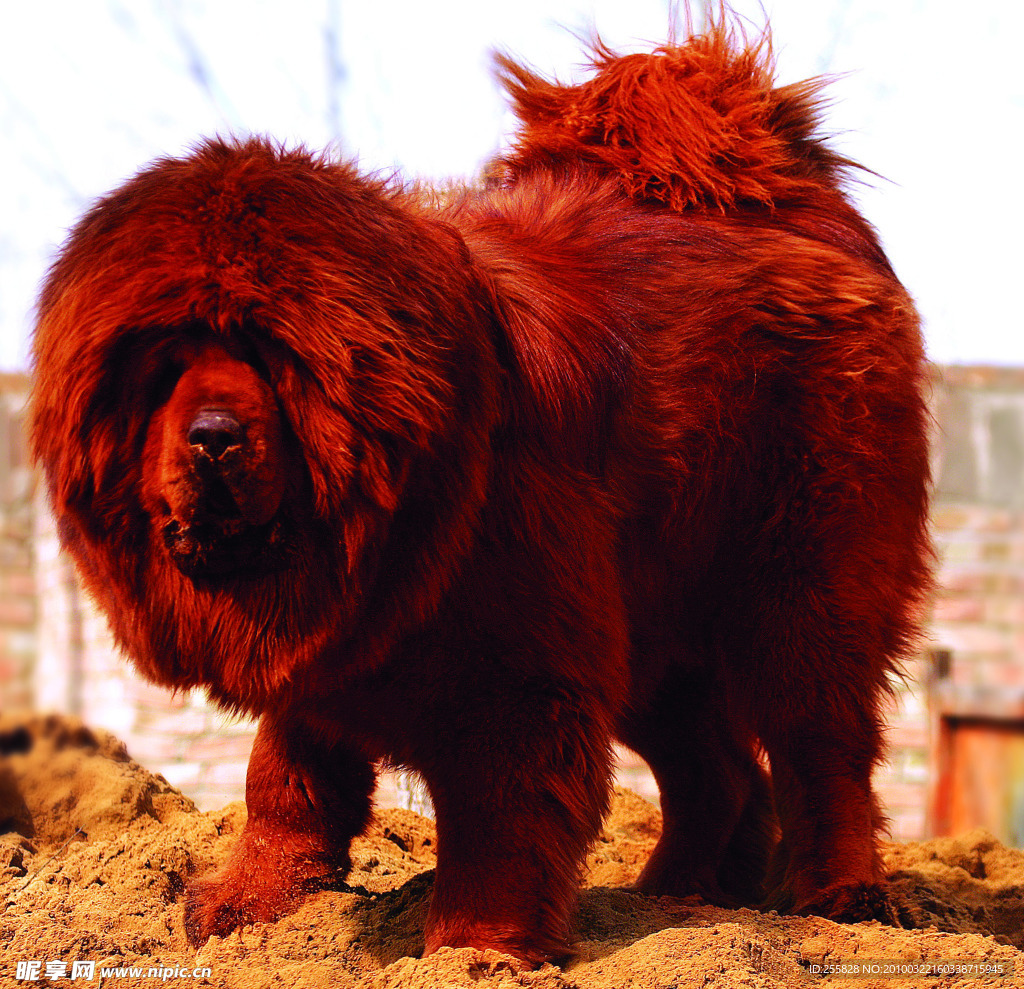 名品藏獒摄影作品展示