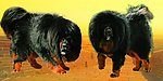 名品藏獒摄影作品展示