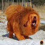 名品藏獒摄影作品展示