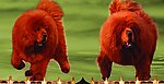名品藏獒摄影作品展示