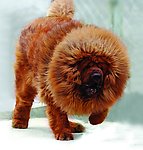 名品藏獒摄影作品展示