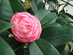 茶花