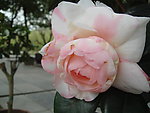 茶花